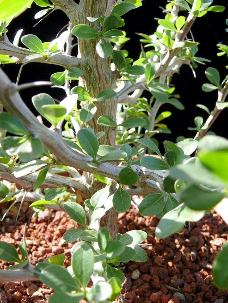 Amazon.co.jp: Seeds: Fouquieria Formosa; Formosa; Palo Santo